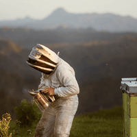 Pureté et durabilité d'Egmont Honey - Un apiculteur en Nouvelle-Zélande