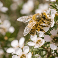 Une abeille butinant la fleur de Manuka